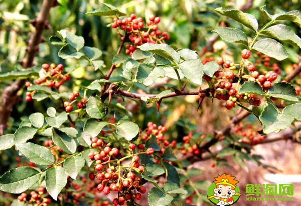 伏椒是属于哪个品种,伏椒刺为什么那么多