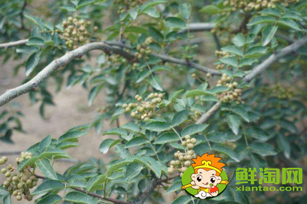 怎么识别大红袍花椒苗,真假大红袍花椒树苗