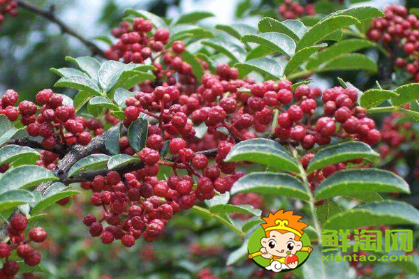 怎么识别大红袍花椒苗,真假大红袍花椒树苗