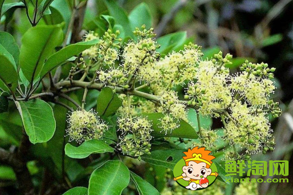 怎么识别大红袍花椒苗,真假大红袍花椒树苗