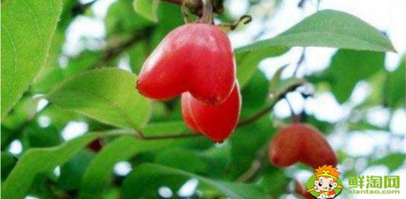 杈杷果可不可以吃,杈杷果为什么种植少