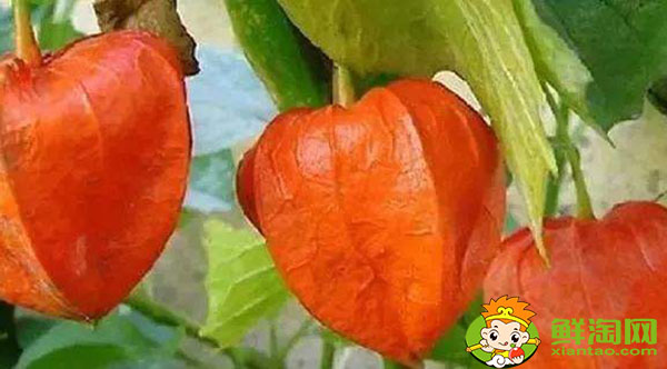 东北人说的姑娘是什么水果,金姑娘果什么味道