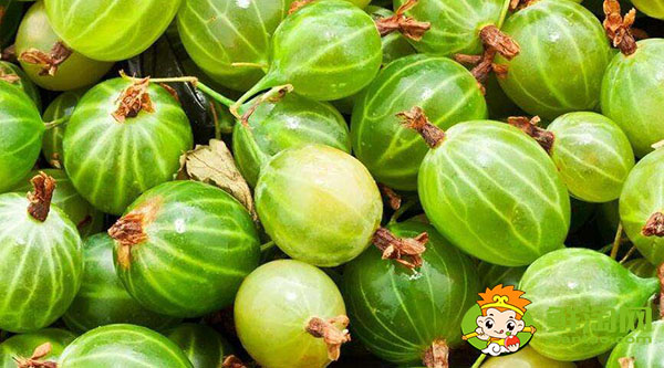 灯笼果皮可以吃吗,姑娘果有多少种吃法