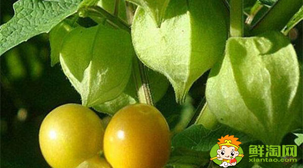 灯笼果皮可以吃吗,姑娘果有多少种吃法