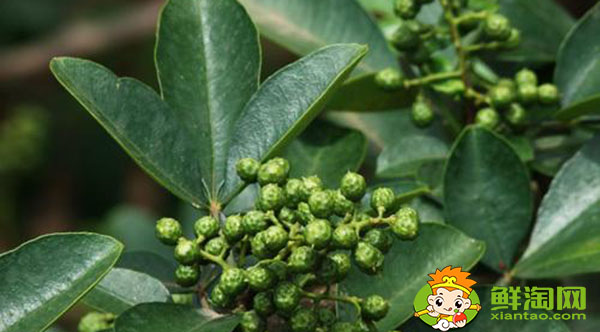 花椒青的和红的有什么区别,未成熟藤椒和花椒的主要区别