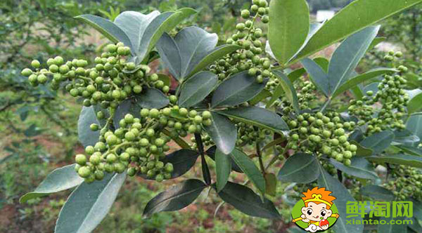 花椒青的和红的有什么区别,未成熟藤椒和花椒的主要区别