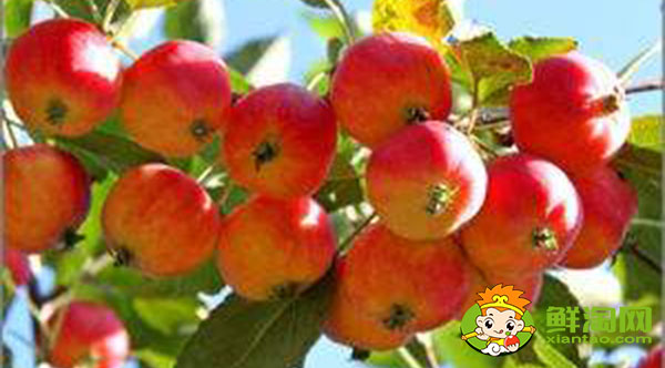 123小苹果是沙果吗,沙果和小苹果的区别