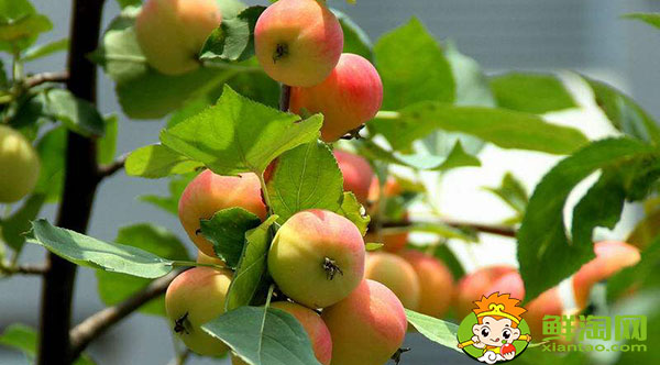 沙果怎样放熟的快一点,沙果冬天怎么储藏