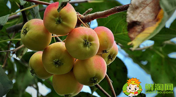 沙果怎样放熟的快一点,沙果冬天怎么储藏