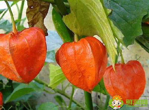 姑娘果是什么季节的水果,怎样挑熟透的姑娘果