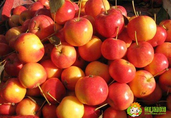 沙果是不是花红,海棠果和花红的区别