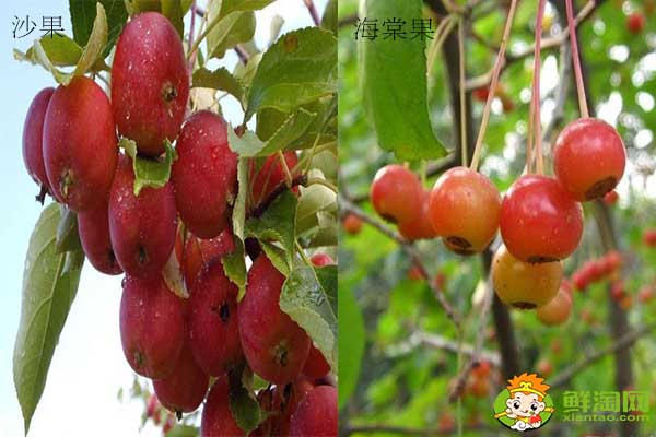 沙果是不是花红,海棠果和花红的区别
