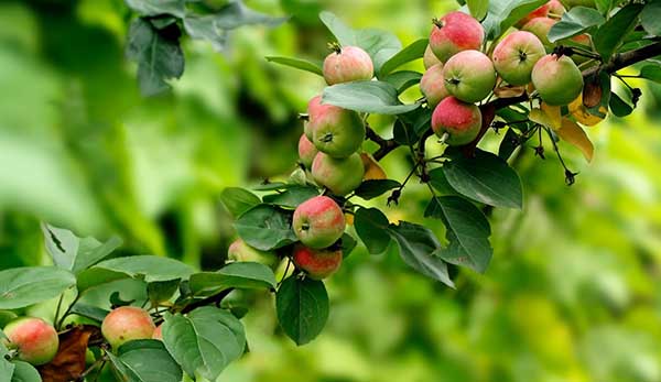 沙果是不是花红,海棠果和花红的区别
