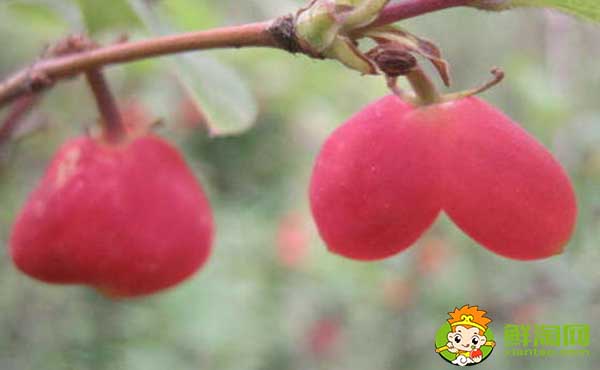 杈杷果可不可以吃,杈杷果为什么种植少