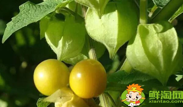 姑娘果一年结几次果,姑娘果从开花到结果多久成熟