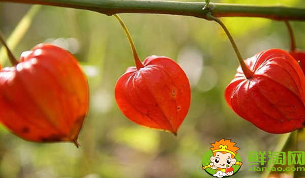 姑娘果一年结几次果,姑娘果从开花到结果多久成熟