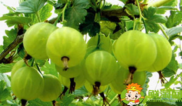 灯笼果要不要洗了吃,灯笼果怎么吃最有功效