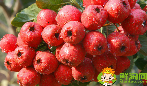 沙果是什么味道,沙果是山楂吗