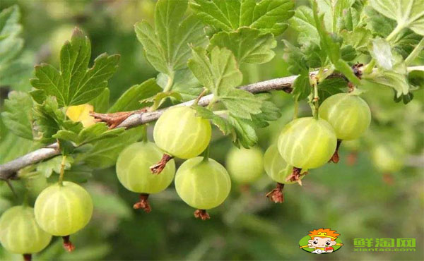 灯笼果怎么吃才好,红灯笼果和黄灯笼果哪个好吃