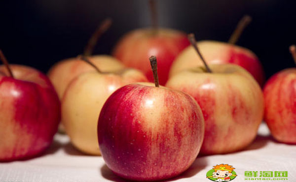 沙果用种子怎么种,沙果树叶黄是什么原因