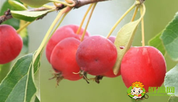 沙果什么品种好吃,沙果哪种品种最好