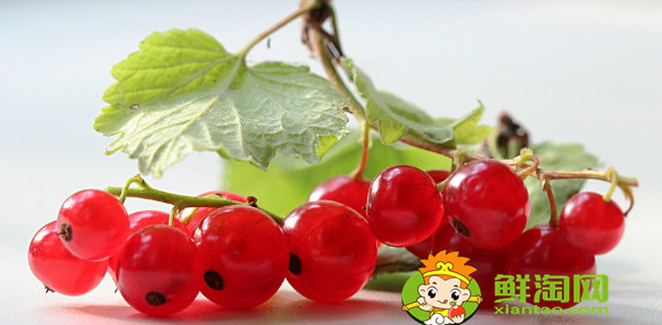 醋栗几年结果,黑加仑和黑醋栗的区别