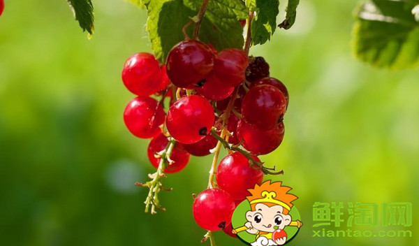 醋栗几年结果,黑加仑和黑醋栗的区别