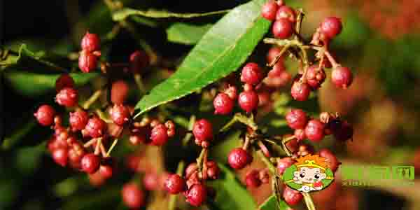 花椒一年采摘几次,生花椒怎么存放