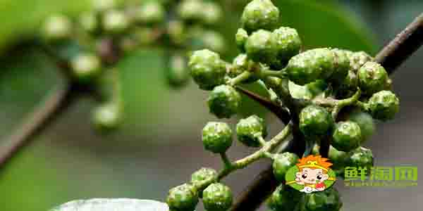 花椒一年采摘几次,生花椒怎么存放