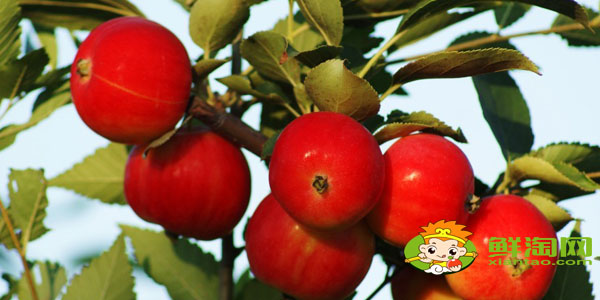 沙果为什么叫沙果,沙果是什么水果怎么吃