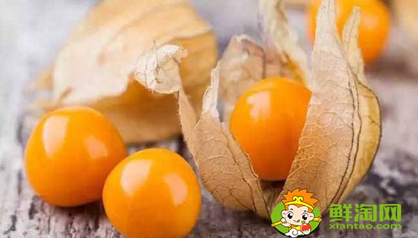 灯笼果有几个品种,哪个品种的黄姑娘果更甜