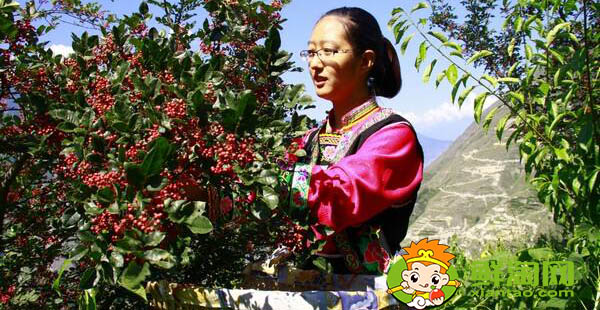 摘花椒的季节是什么时候,人工摘花椒的技巧