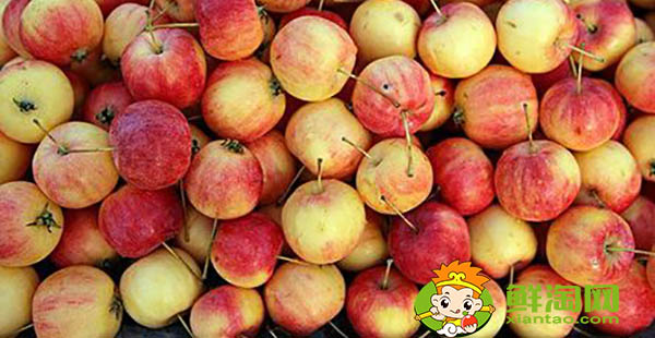 东北k9沙果什么时候成熟,k9小苹果的特点