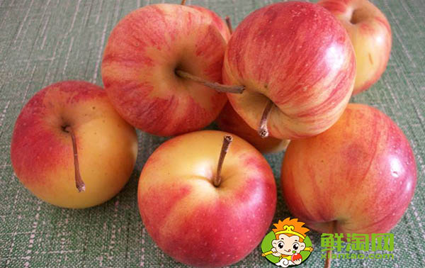 东北k9沙果什么时候成熟,k9小苹果的特点