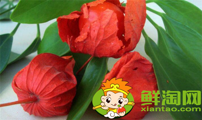 红姑娘和洋姑娘一样吗,红姑娘泡水一次几个