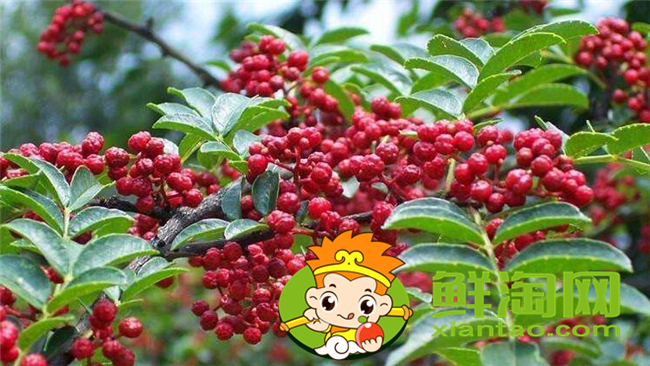 大红袍花椒麻不麻,大红袍花椒和花椒区别