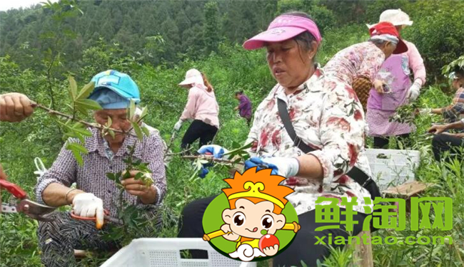 树上的花椒怎么摘快,花椒机器一天能摘多少