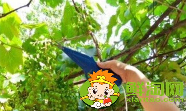 树上的花椒怎么摘快,花椒机器一天能摘多少