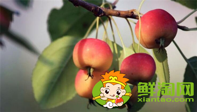 沙果是海棠果吗,海棠果和沙果的区别