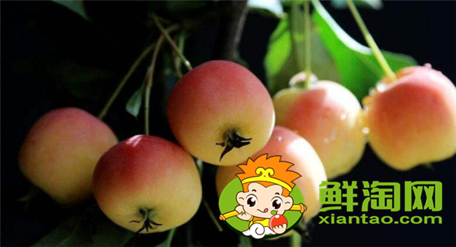 沙果是海棠果吗,海棠果和沙果的区别