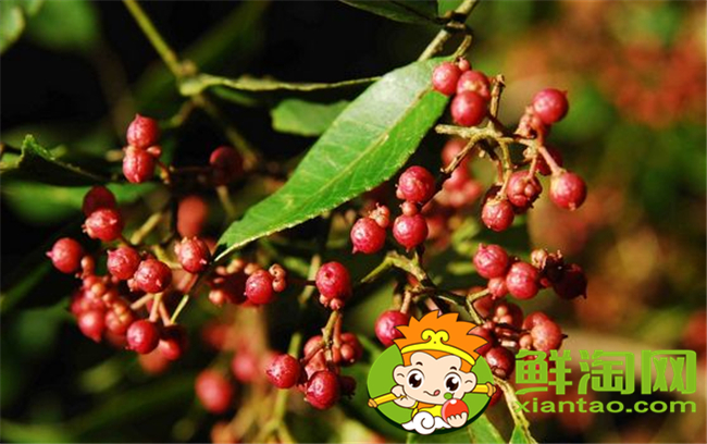 山花椒能吃吗,农村山上野花椒树图片