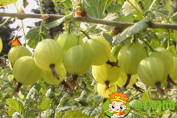 灯笼果是什么样的,灯笼果和醋栗的区别
