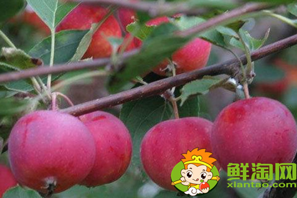 沙果哪种最酸,什么品种的沙果好吃