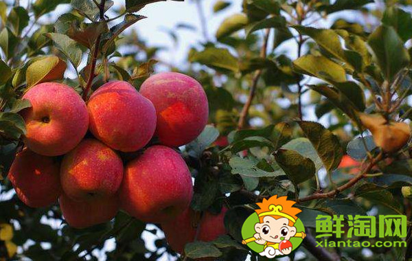 沙果哪种最酸,什么品种的沙果好吃