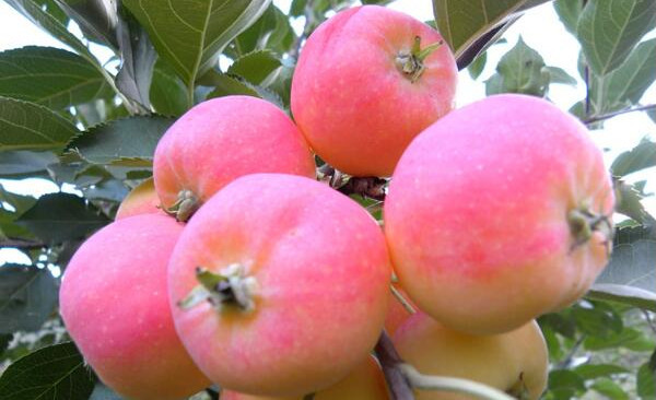 东北沙果产地在哪里,东北沙果品种有哪些