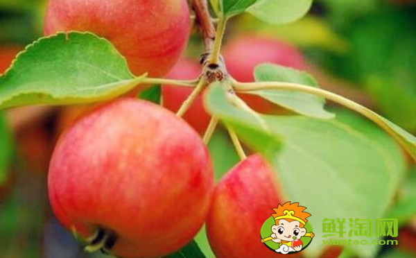 沙果怎样去核,家里沙果快速去核