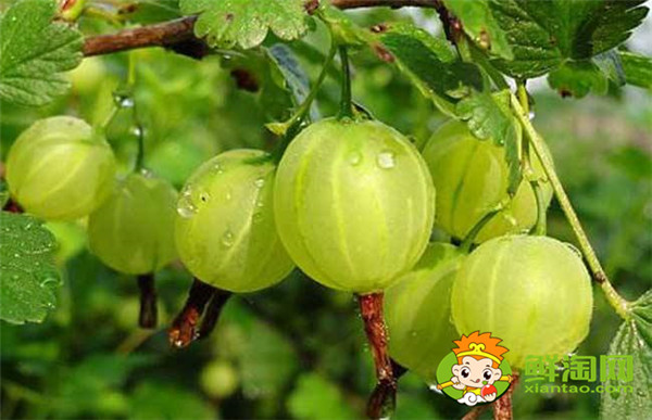 灯笼果产地哪里,灯笼果生产基地