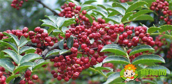 韩城花椒和汉源花椒的区别,汉源花椒好还是韩城大红袍好