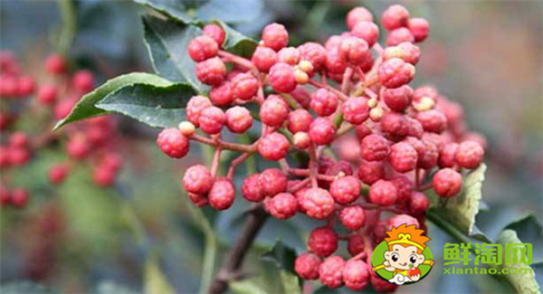 韩城花椒和汉源花椒的区别,汉源花椒好还是韩城大红袍好