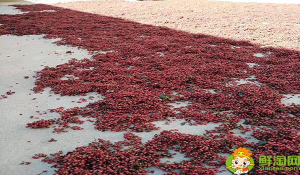 什么时间摘花椒最好,刚摘下来的花椒怎么处理